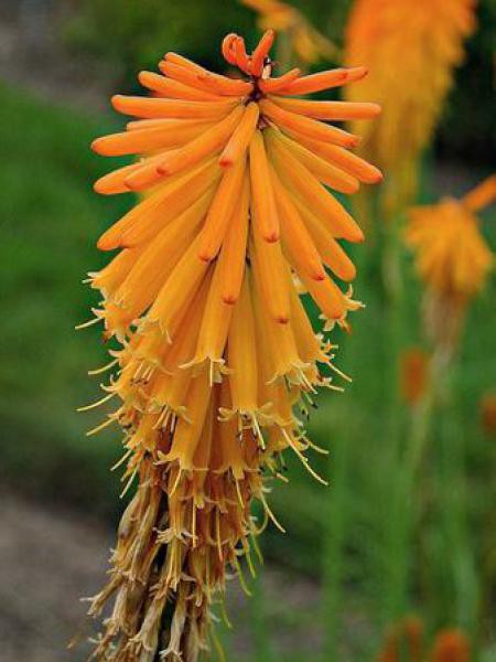 Kniphofia mango popsicle